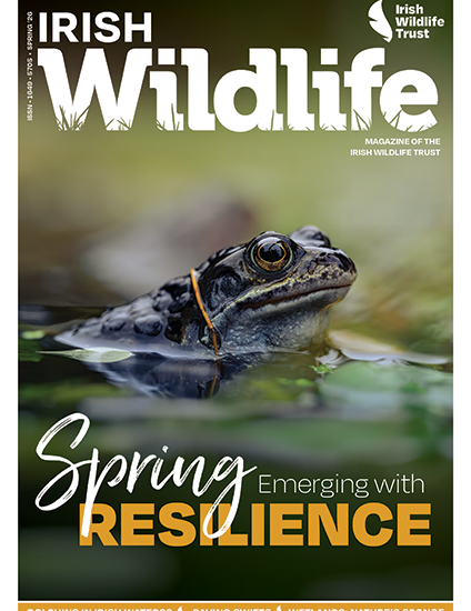 Irish Wildlife Spring 2026 Cover