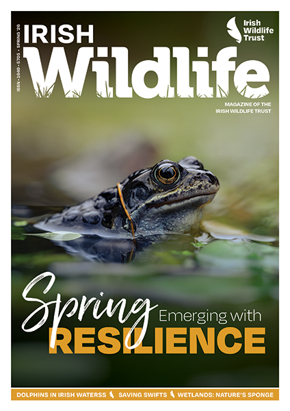 Irish Wildlife Spring 2026 Cover