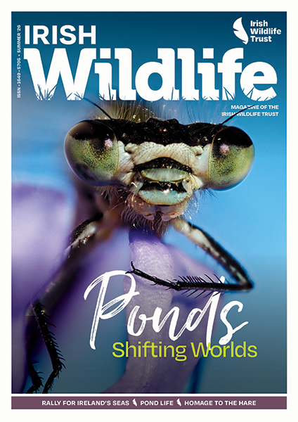 Irish Wildlife Summer 2026 Cover